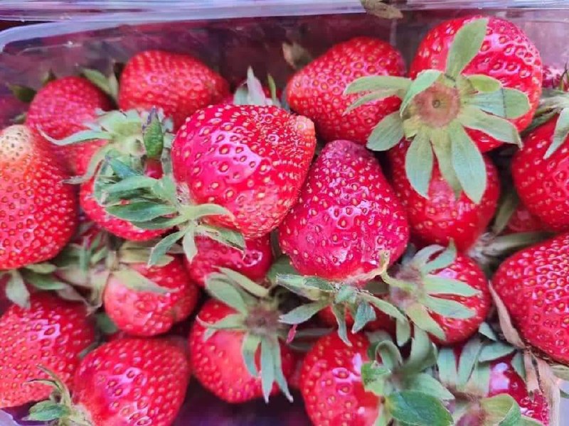 Таємнича історія полуниці