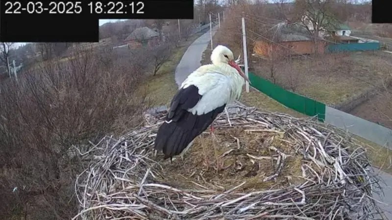 Зворушлива історія лелеки&nbsp;Грицька