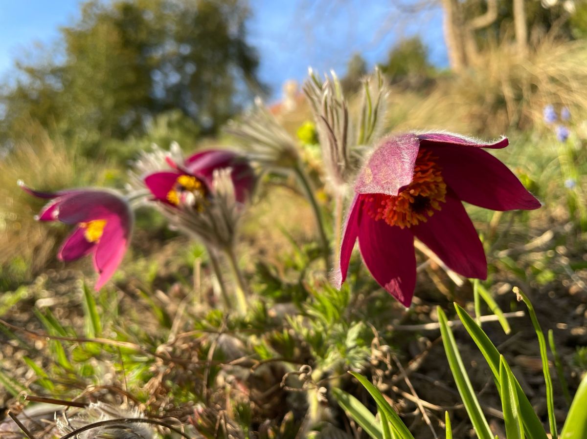 11 квітня – День&nbsp;сон-трави