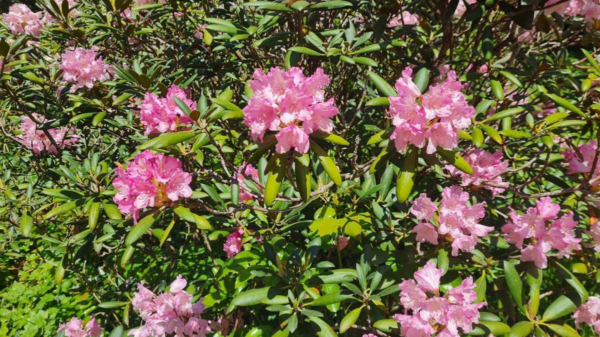 Таємнича історія рододендронів