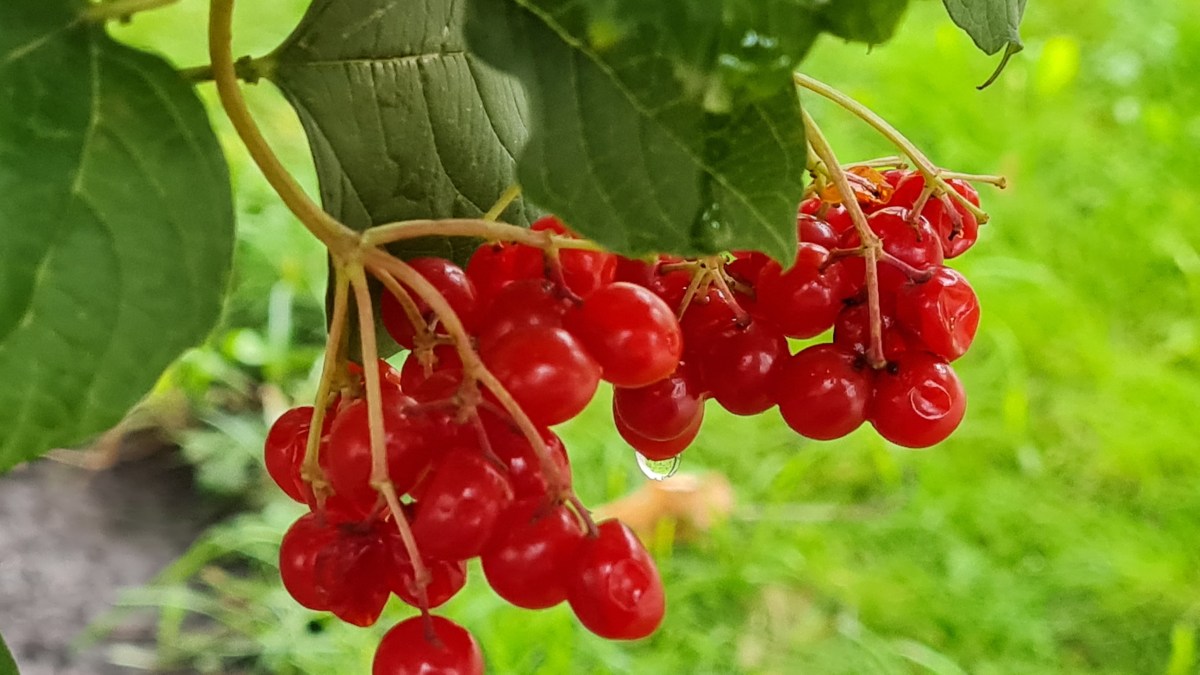 Яскрава історія калини