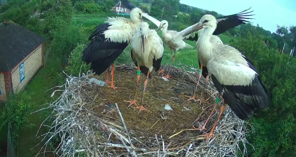 Грицько та Одарка: битва за дім та кохання на висоті пташиного&nbsp;польоту