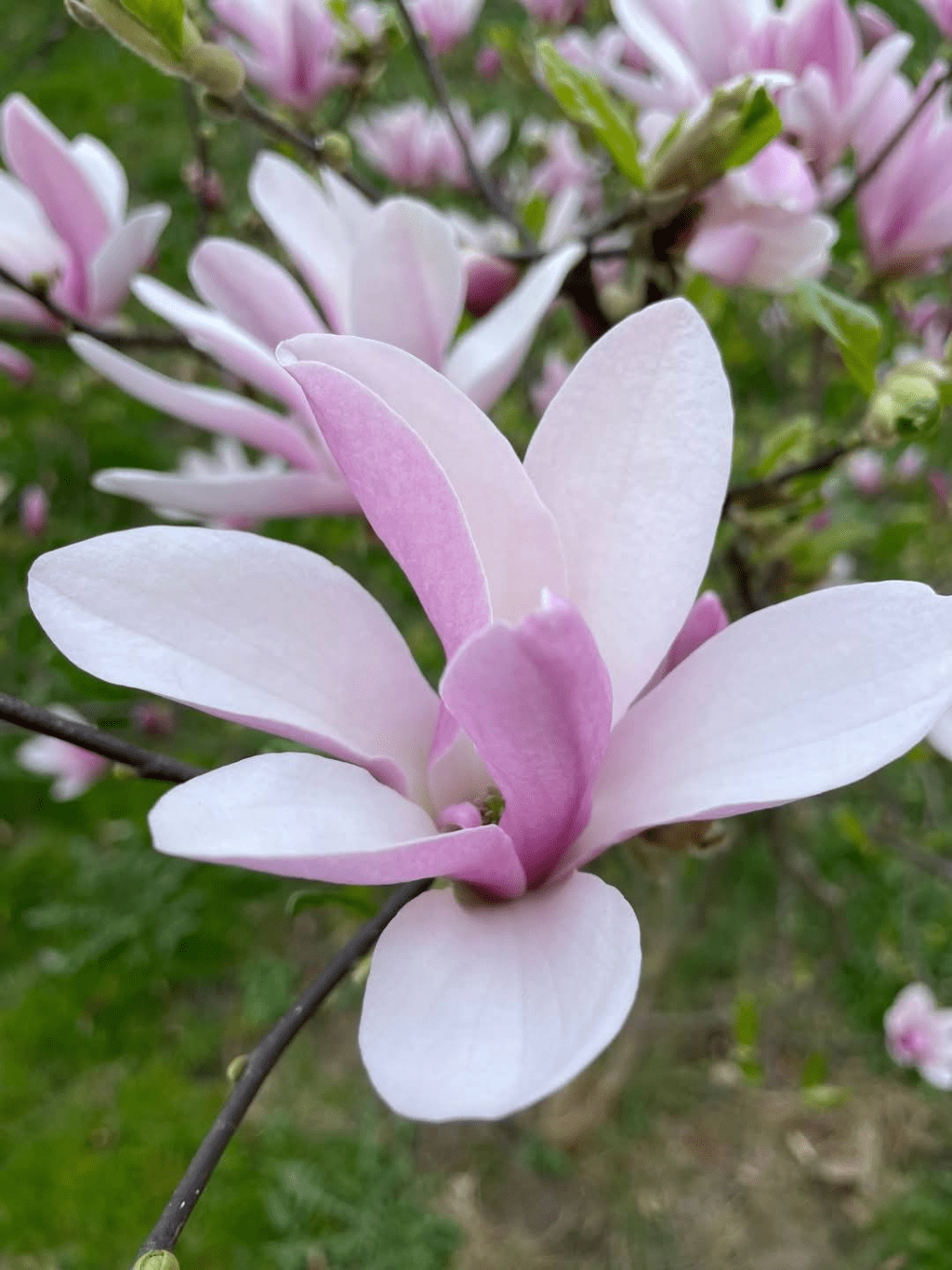 Квітка, яка передає привіт з епохи&nbsp;динозаврів